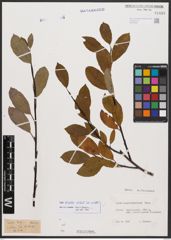 Salix bicolor Ehrh. ex Willd.